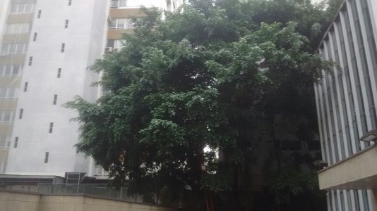 Poda de 6 Ficus - Banco Santander Alameda Lorena