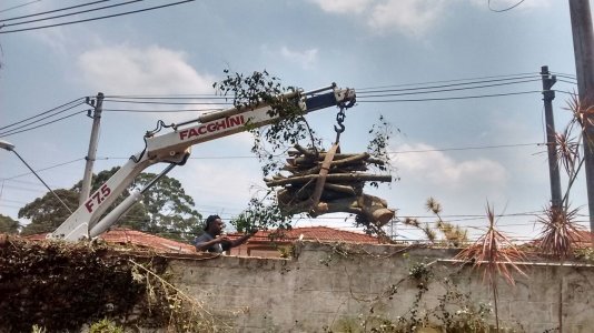 Remoção de 1 Ficus - Condomínio no Morumbi Sul