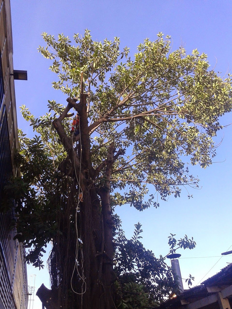 Remoção de Falsa Seringueira