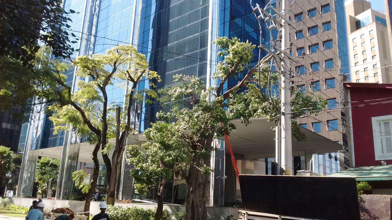 Remoção de árvores - Edifício na Avenida Brigadeiro Faria Lima