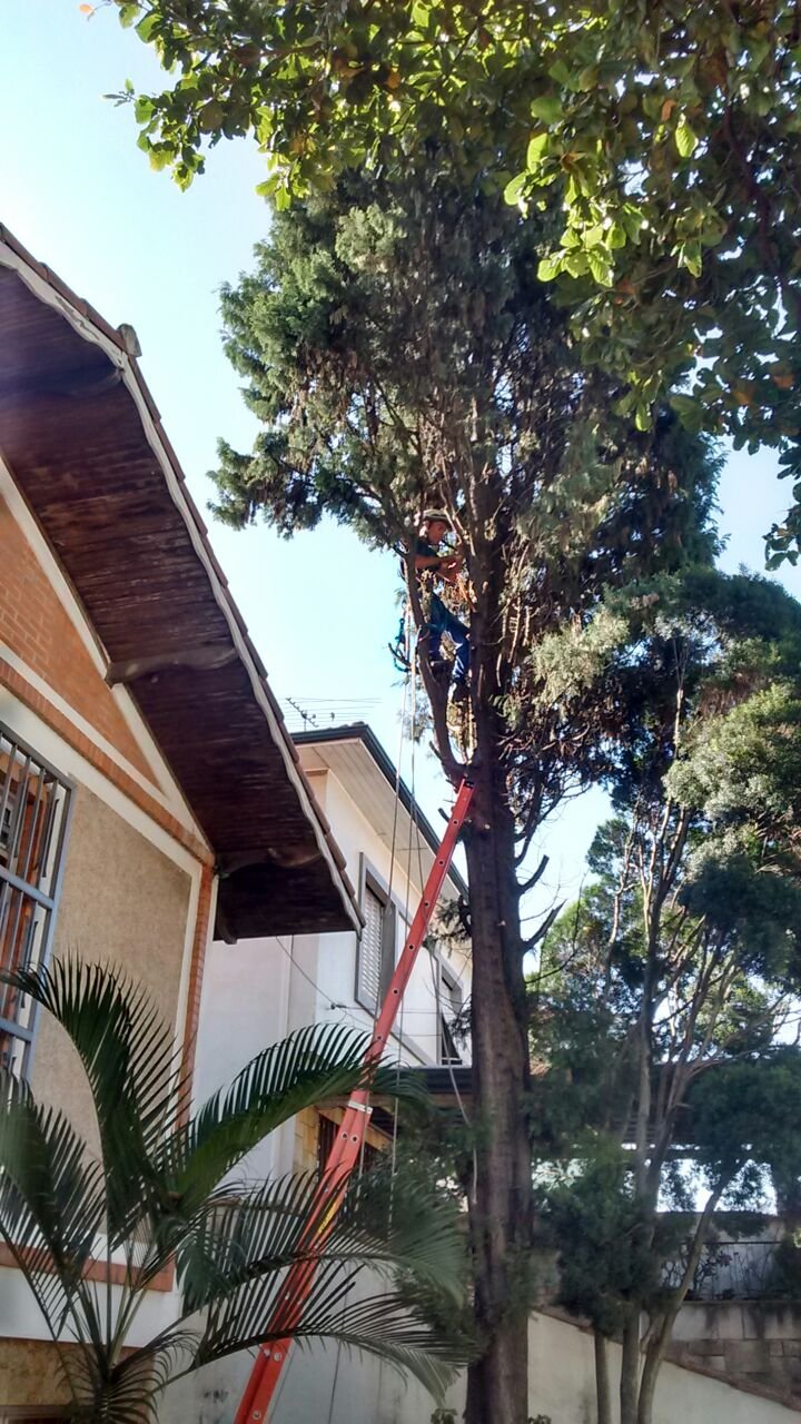 Remoção de árvore (Pinus) - Residência em Santana