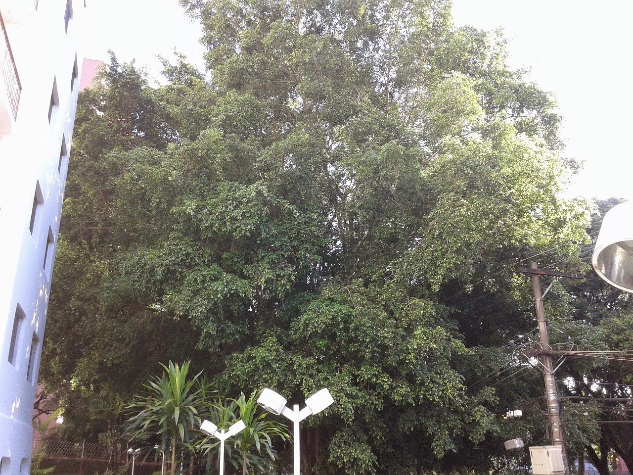 Poda de 1 Ficus em Alto de Pinheiros