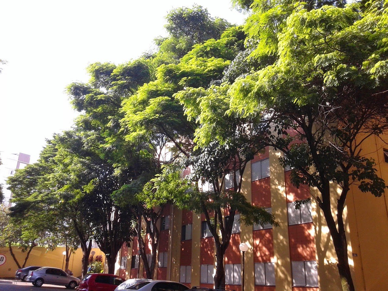 Poda de árvores - Condomínio Parque Vila Prudente