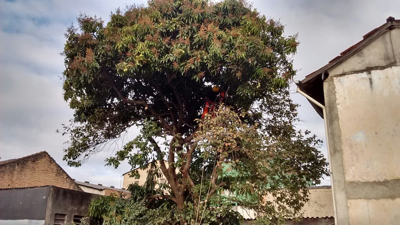 Poda de 1 Mangueira - Residência no Brás