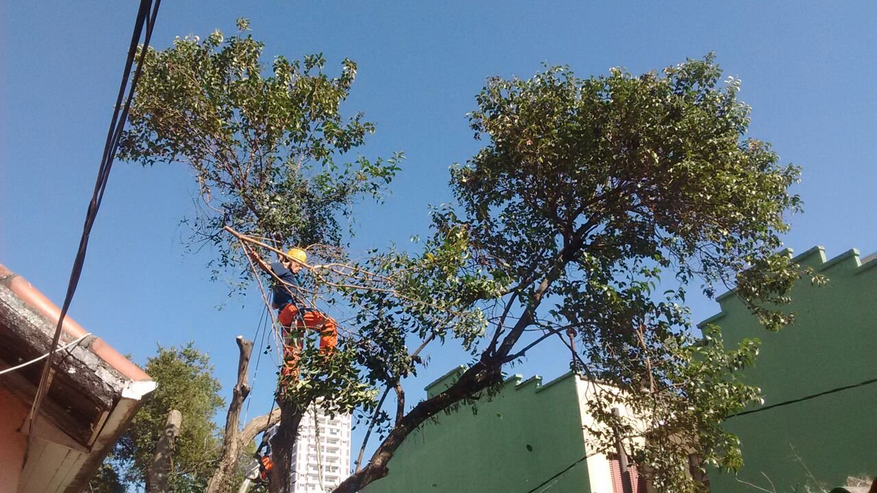 Poda e remoção de árvores - Residência na Vila Mariana