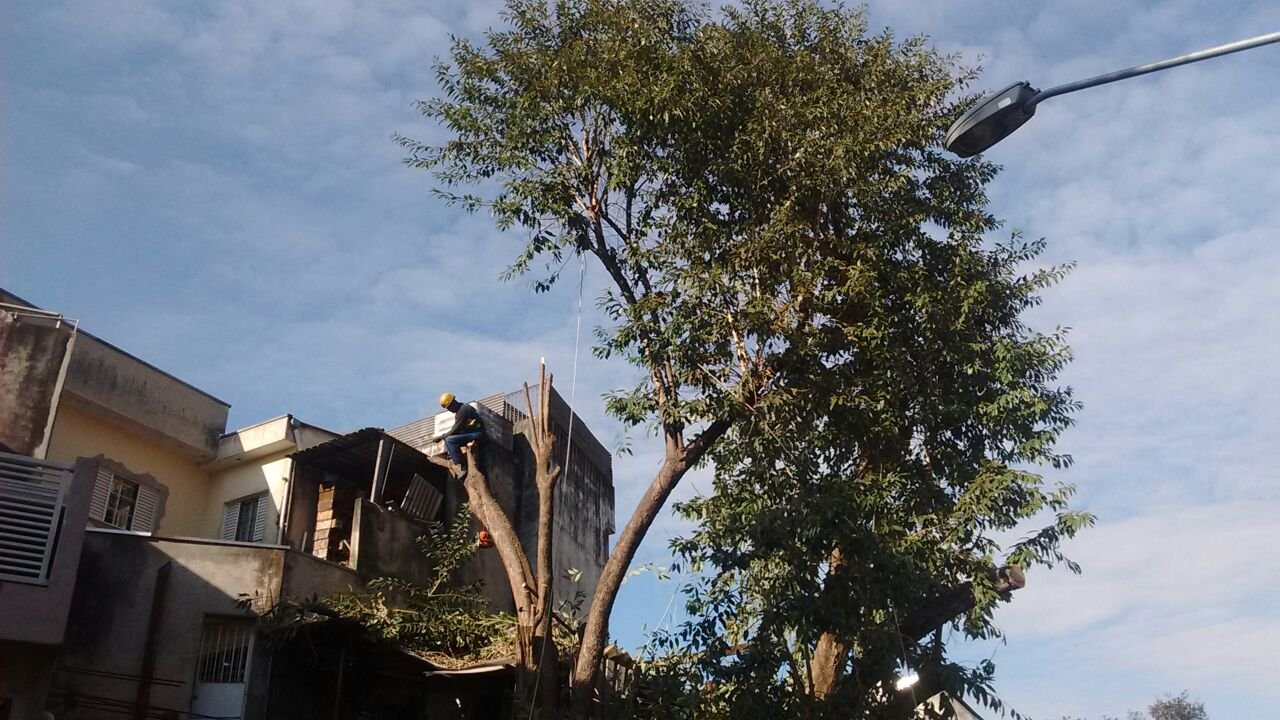 Remoção de 2 árvores - Residência no Sacomã