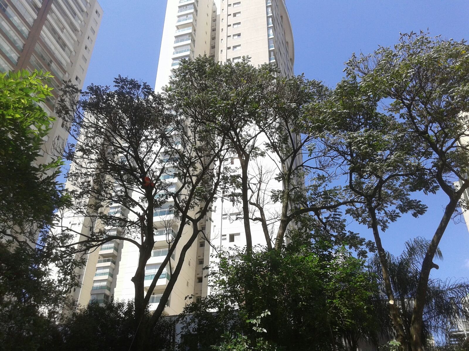 Poda, Remoção e Plantio no Banco Bradesco (Agência Consolação)