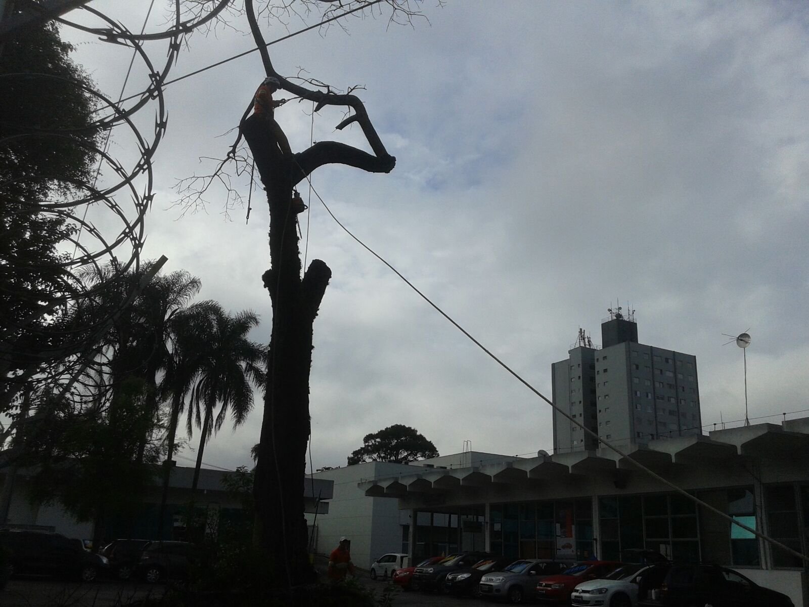 Remoção e Plantio na Brasilwagen (Volkswagen)