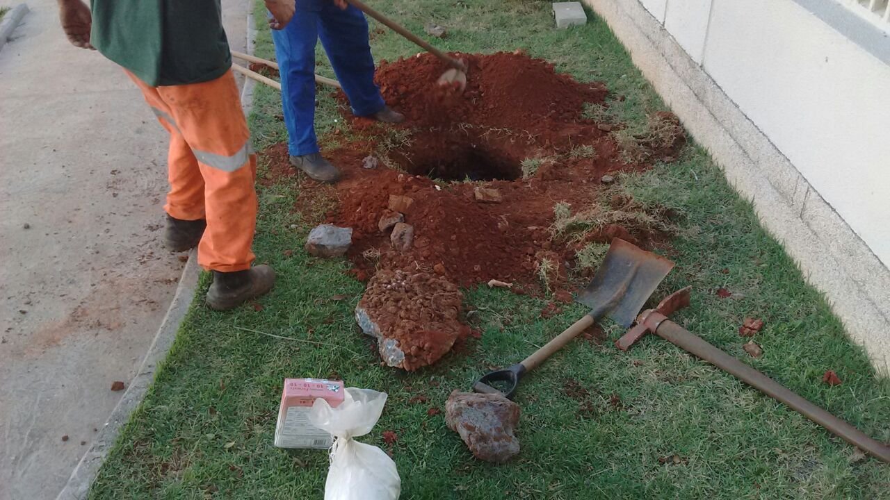 Transplante de 1 Pândano - Condomínio na Mooca