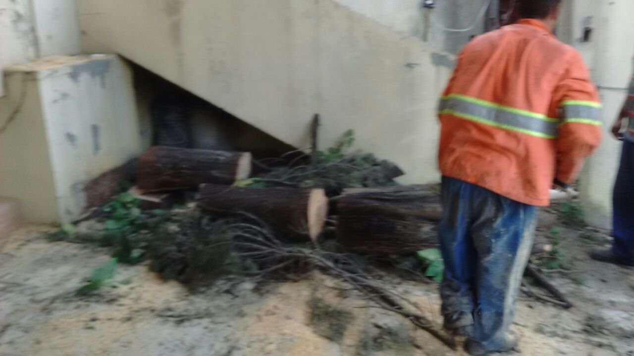 Remoção de 1 Cipreste - Residência no Ipiranga