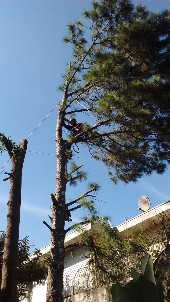 Remoção de 2 árvores - Residência na Saúde