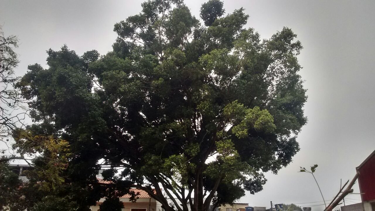 Remoção de 1 Ficus - Galpão no Jabaquara