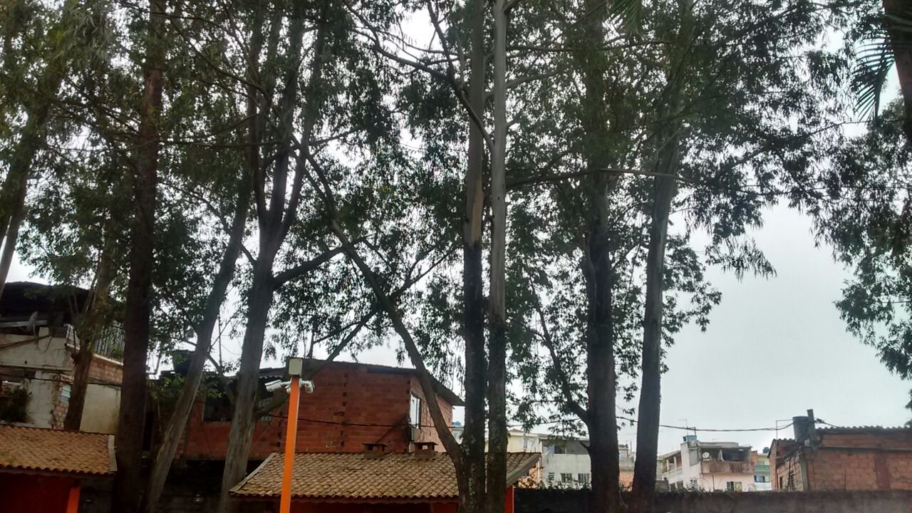 Poda e remoção de Eucaliptos - Condomínio no Morumbi Sul