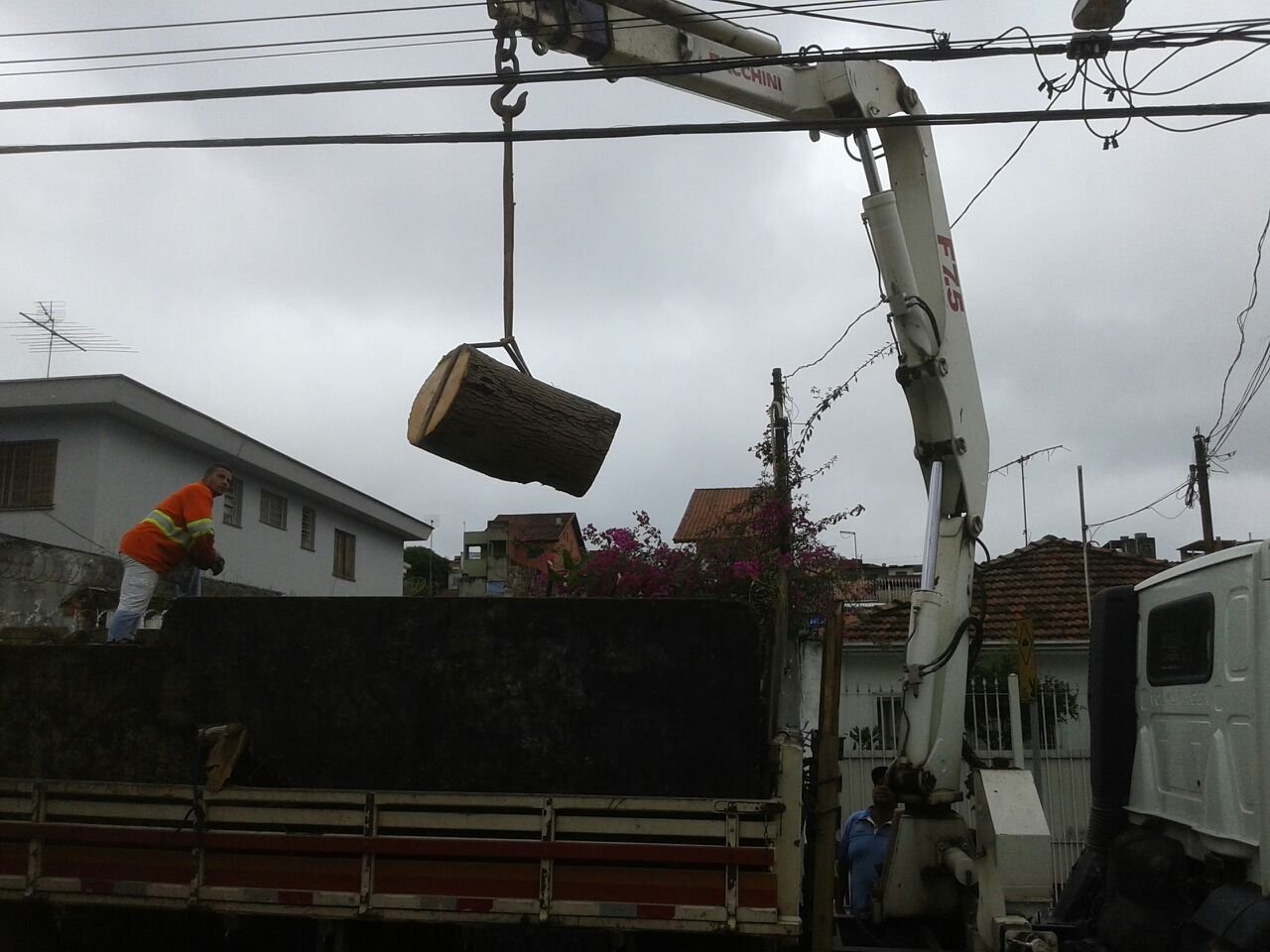 Remoção de 1 Abacateiro - Residência em Sapopemba