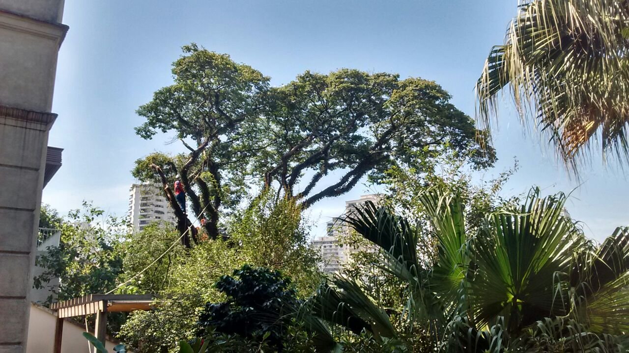 Remoção de árvores - Residência no Pacaembu