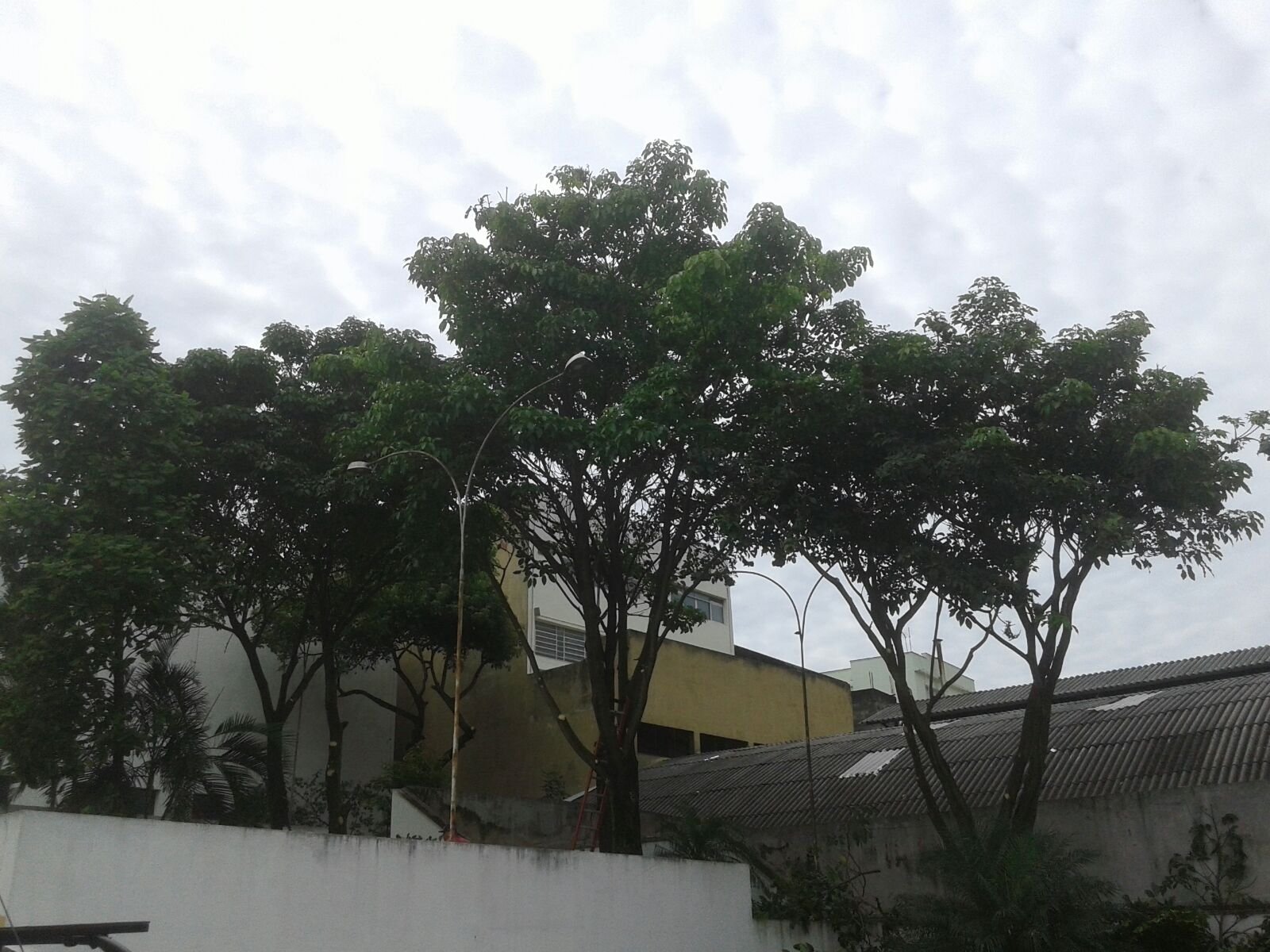 Poda de árvores - Banco Bradesco Vila Alpina