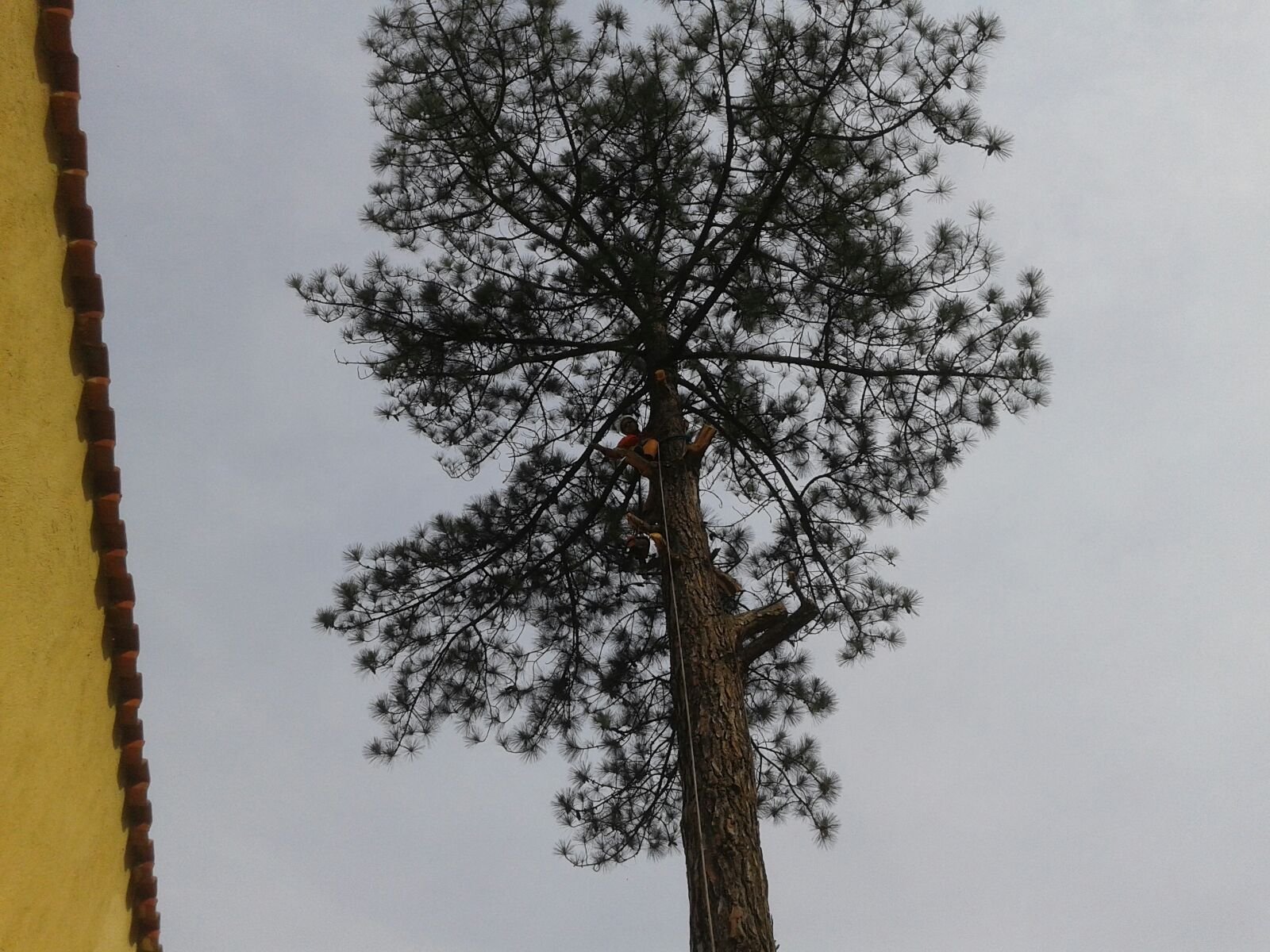 Remoção de 1 Pinheiro - Residência no Butantã
