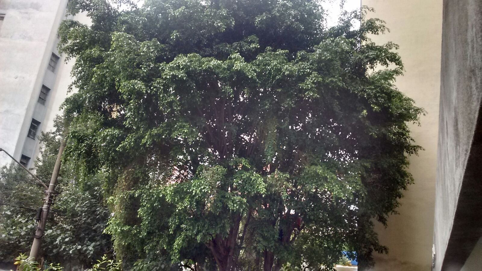 Poda em árvores (Ficus) Condomínio Consolação