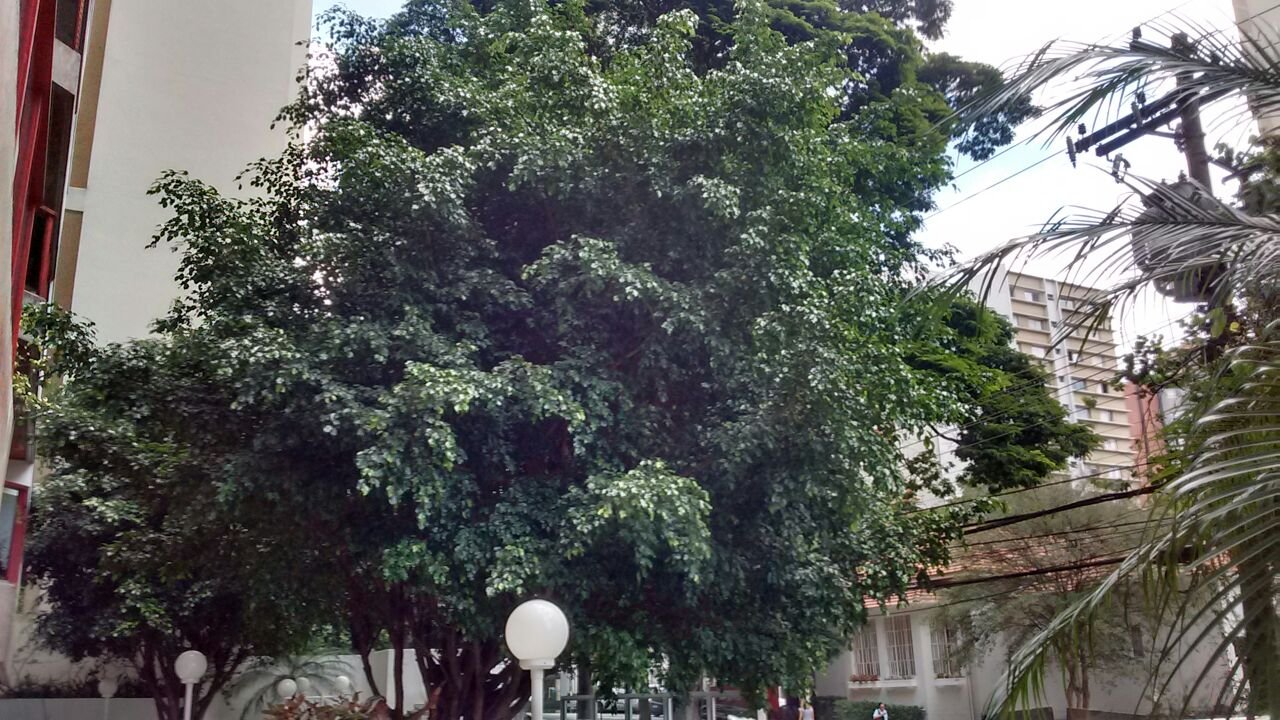 Poda de árvores - Condomínio em Perdizes