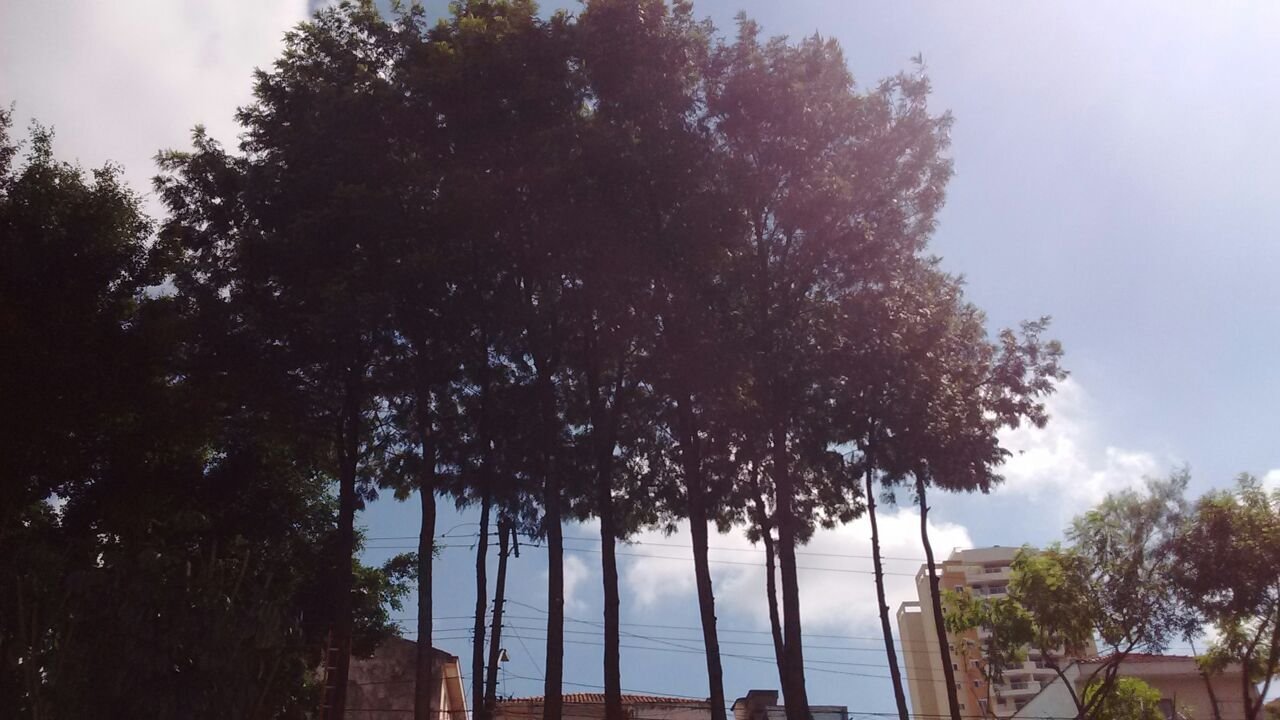 Poda de árvores - Condomínio localizado na Saúde