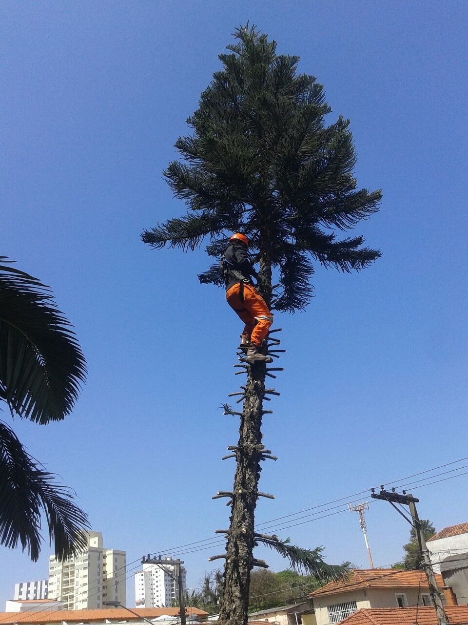 Remoção de 1 Pinheiro - Condomínio na Vila Formosa