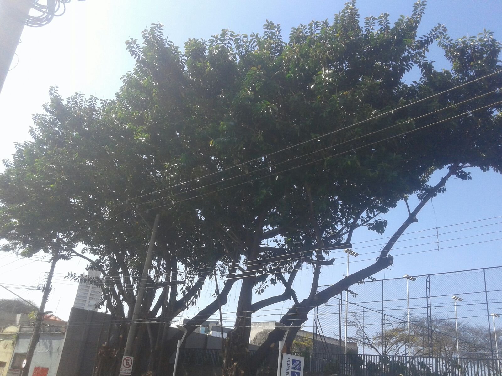 Poda de 76 árvores - Sesc Belenzinho