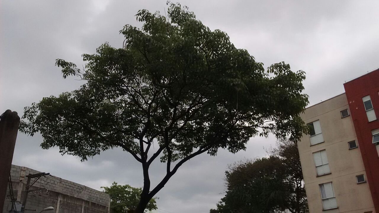 Poda de árvores - Condomínio na Freguesia do Ó