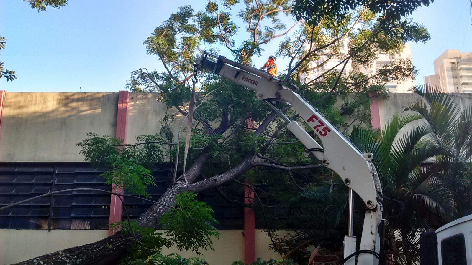 Remoção de tronco caído - ETC Vila Leopoldina