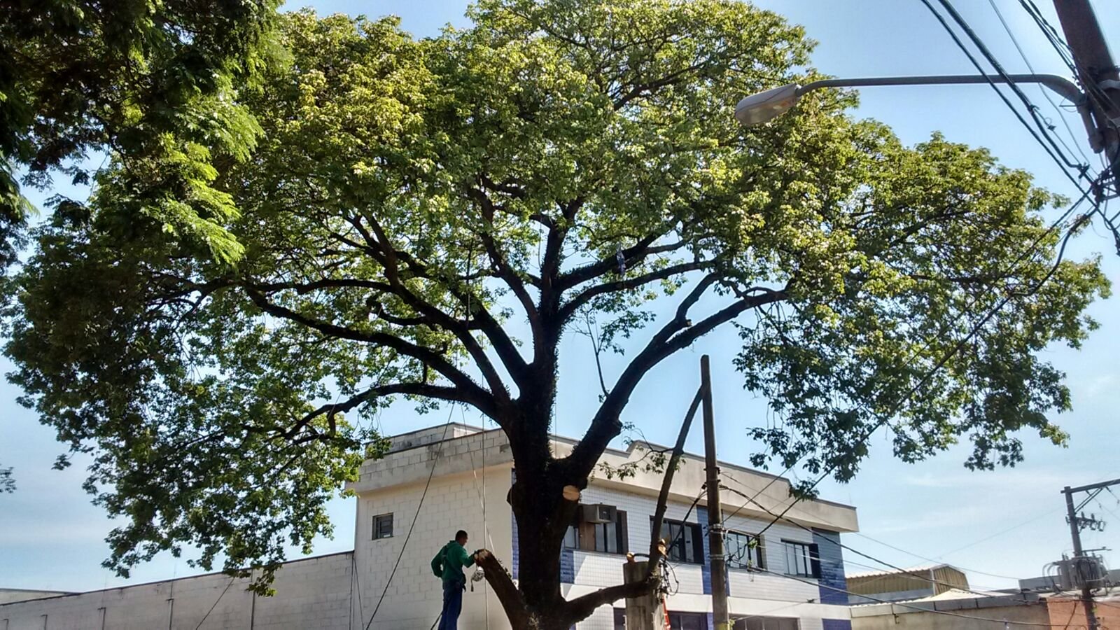 Remoção de 1 Paineira - Aricanduva Zona Leste