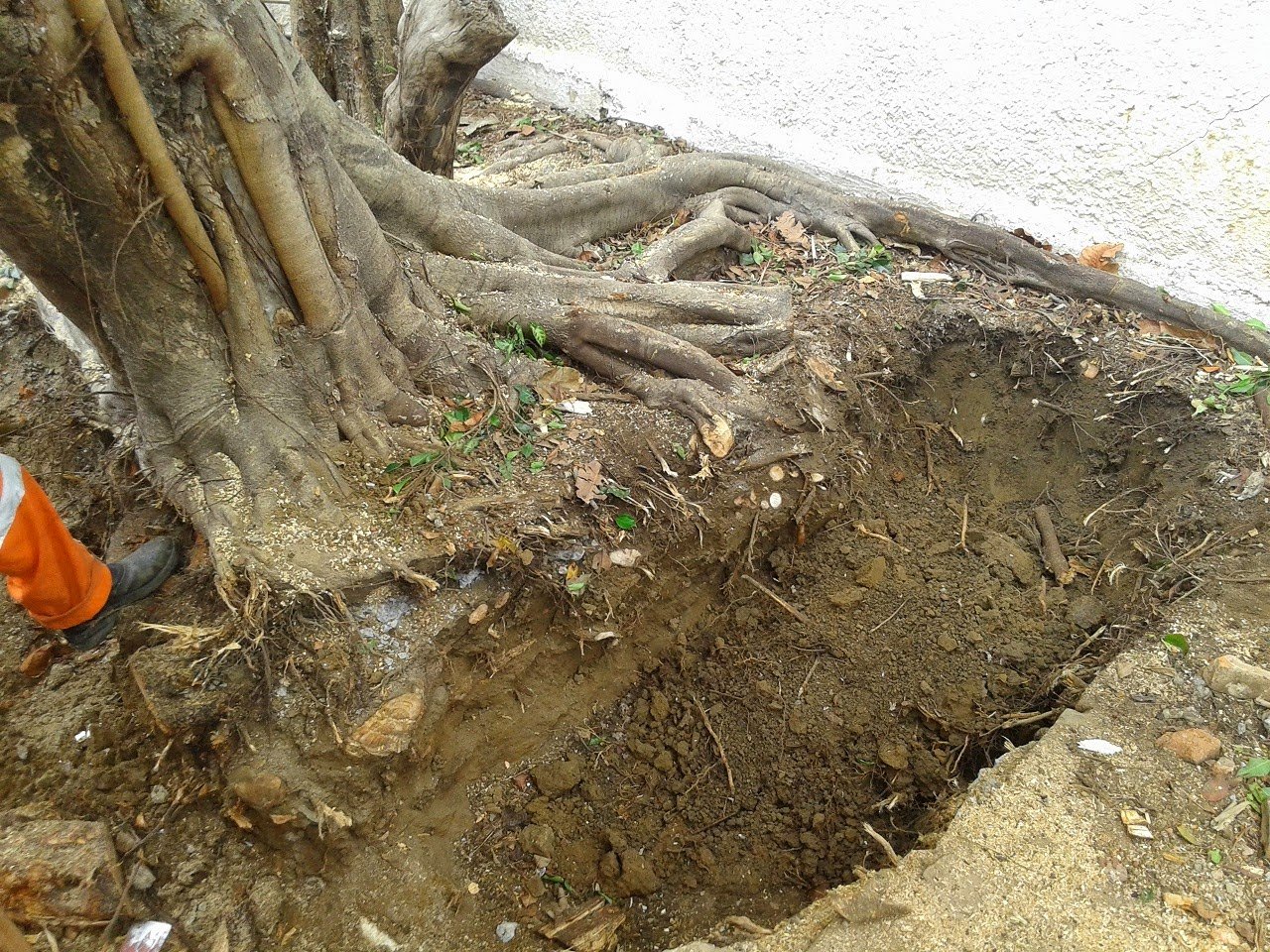 Remoção por raiz de 1 Ficus na Vila Madalena