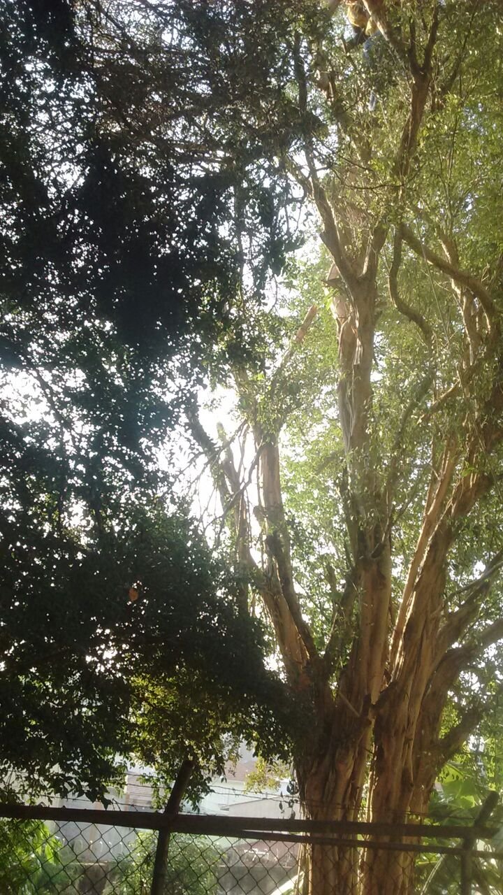 Remoção de 1 Pitangueira - Residência na Penha